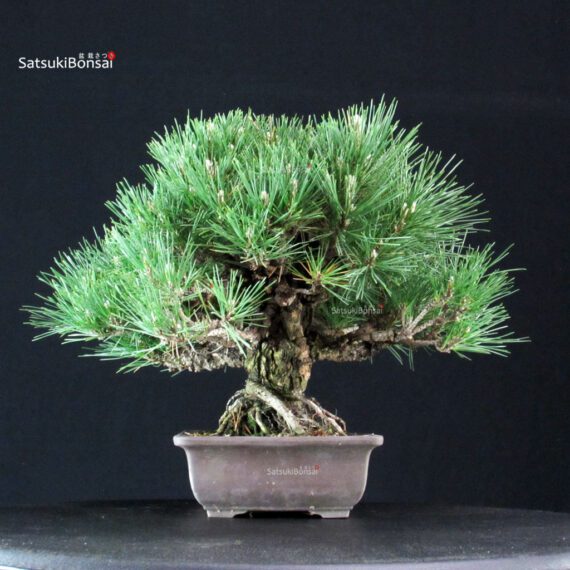 Pinus Thunbergii Kuromatsu - immagine 4