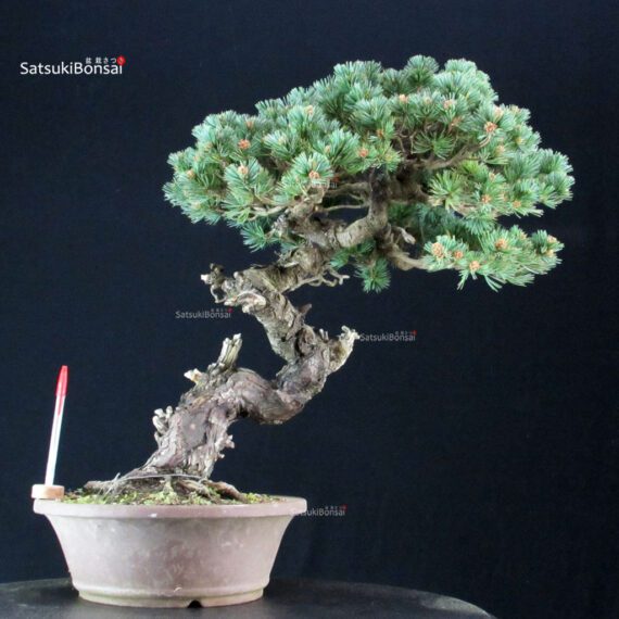 2552701_1-Pinus-pentaphylla Pinus Pentaphylla - Goyomatsu Nasu - immagine 1