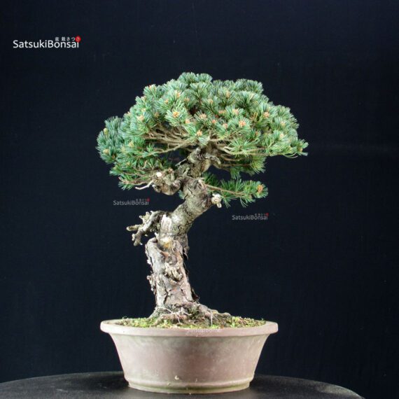 Pinus Pentaphylla - Goyomatsu Nasu - immagine 2