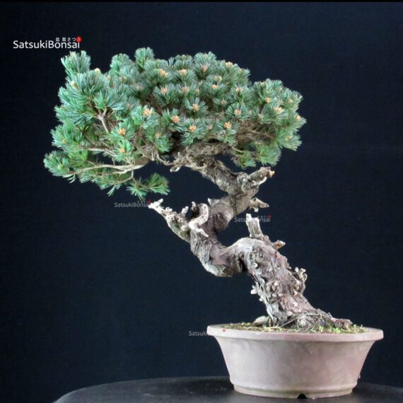 Pinus Pentaphylla - Goyomatsu Nasu - immagine 3