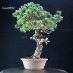 Pinus Pentaphylla - Goyomatsu Nasu - immagine 4