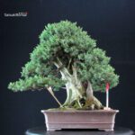Juniperus Rigida Yatsubusa - Tosho