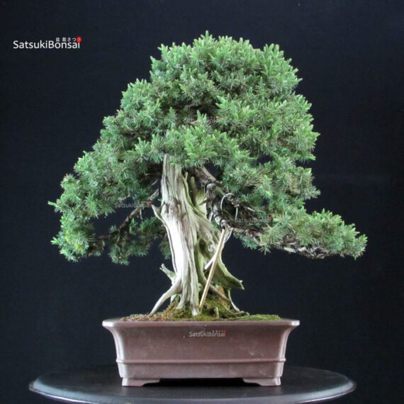 Juniperus Rigida Yatsubusa - Tosho - immagine 2