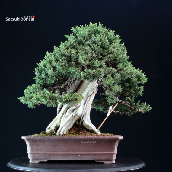 Juniperus Rigida Yatsubusa - Tosho - immagine 3