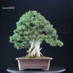 Juniperus Rigida Yatsubusa - Tosho - immagine 4