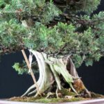 Juniperus Rigida Yatsubusa - Tosho - immagine 5