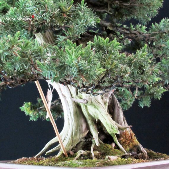 Juniperus Rigida Yatsubusa - Tosho - immagine 5