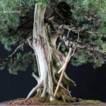 Juniperus Rigida Yatsubusa - Tosho - immagine 9
