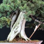 Juniperus Rigida Yatsubusa - Tosho - immagine 8