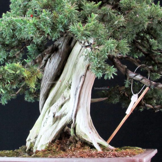 Juniperus Rigida Yatsubusa - Tosho - immagine 8