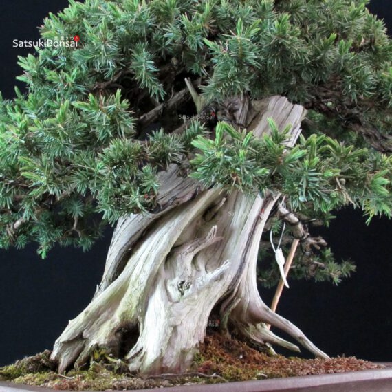 Juniperus Rigida Yatsubusa - Tosho - immagine 7