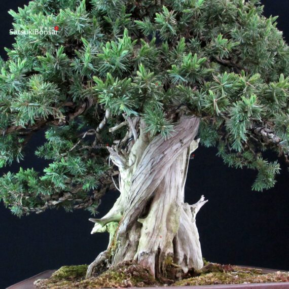 Juniperus Rigida Yatsubusa - Tosho - immagine 6