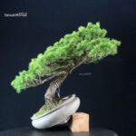 Pinus Pentaphylla - Goyomatsu - immagine 2
