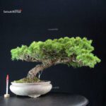 Pinus Pentaphylla - Goyomatsu