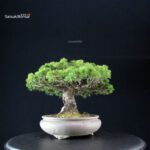Pinus Pentaphylla - Goyomatsu - immagine 3