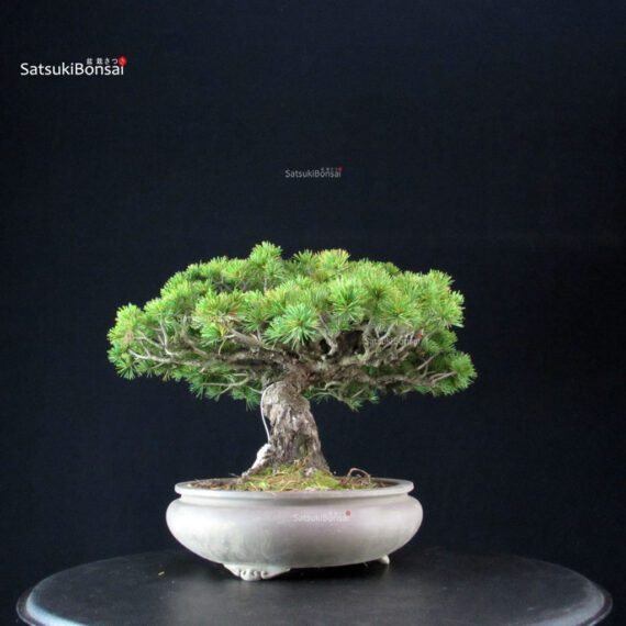 Pinus Pentaphylla - Goyomatsu - immagine 3