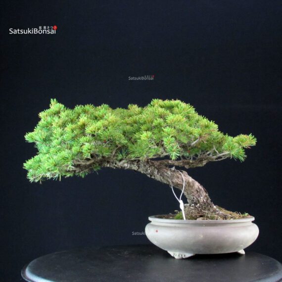 Pinus Pentaphylla - Goyomatsu - immagine 4
