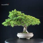 Pinus Pentaphylla - Goyomatsu - immagine 5