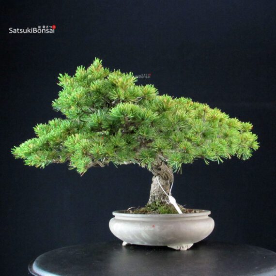Pinus Pentaphylla - Goyomatsu - immagine 5