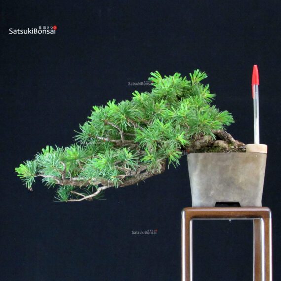 Pinus Pentaphylla - Goyomatsu - immagine 1