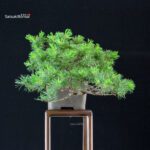 Pinus Pentaphylla - Goyomatsu - immagine 2