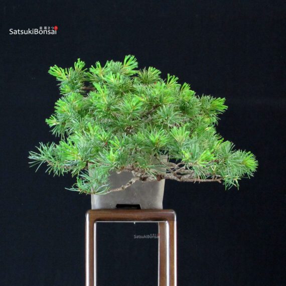 Pinus Pentaphylla - Goyomatsu - immagine 2