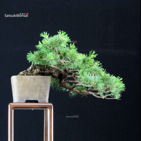 Pinus Pentaphylla - Goyomatsu - immagine 3