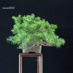 Pinus Pentaphylla - Goyomatsu - immagine 4