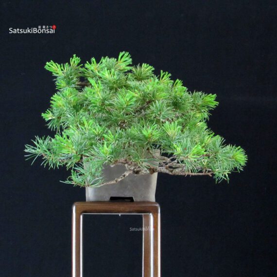 Pinus Pentaphylla - Goyomatsu - immagine 4
