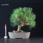 Pinus Thunbergii Kuromatsu