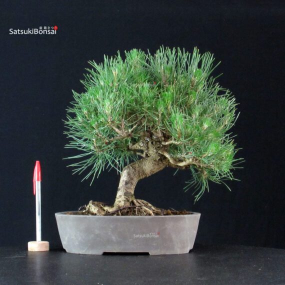 Pinus Thunbergii Kuromatsu - immagine 1