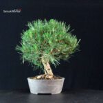 Pinus Thunbergii Kuromatsu - immagine 2