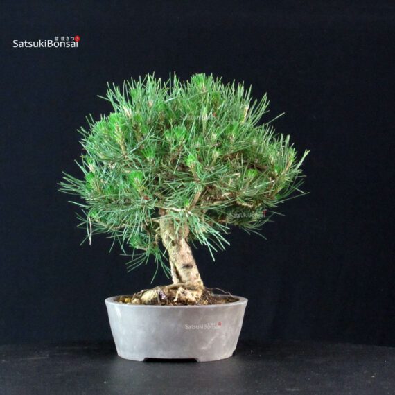 Pinus Thunbergii Kuromatsu - immagine 2