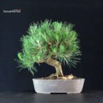 Pinus Thunbergii Kuromatsu - immagine 3
