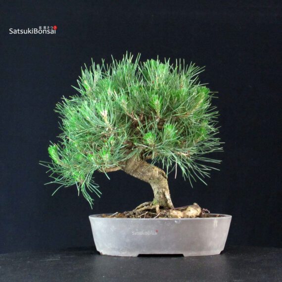 Pinus Thunbergii Kuromatsu - immagine 3