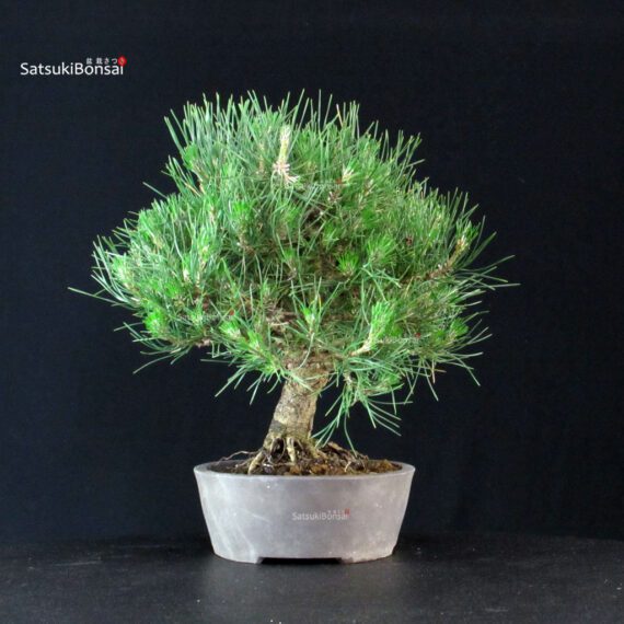 Pinus Thunbergii Kuromatsu - immagine 4
