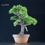 Pinus Pentaphylla - Goyomatsu