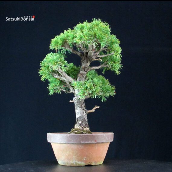 Pinus Pentaphylla - Goyomatsu - immagine 2