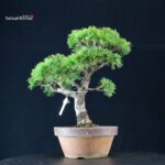Pinus Pentaphylla - Goyomatsu - immagine 3