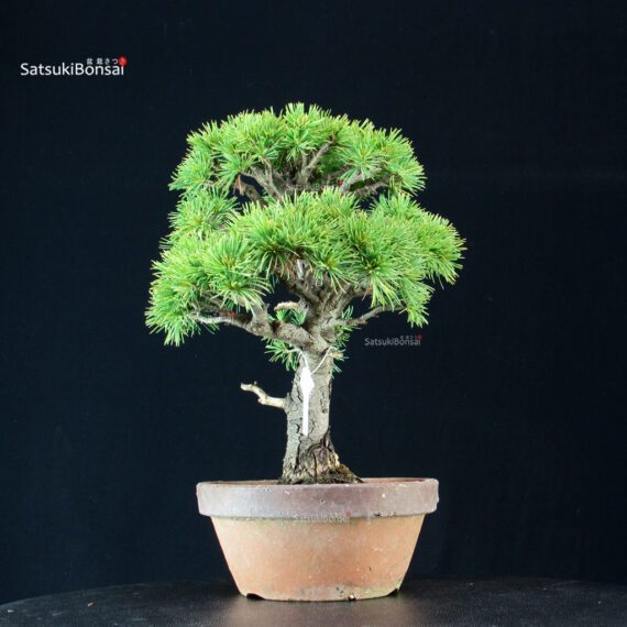 Pinus Pentaphylla - Goyomatsu - immagine 4