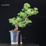Pinus Pentaphylla - Goyomatsu