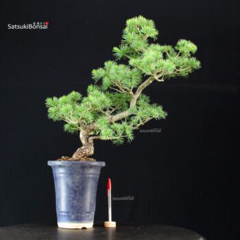 Pinus Pentaphylla - Goyomatsu