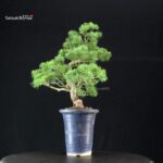 Pinus Pentaphylla - Goyomatsu - immagine 4