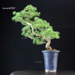 Pinus Pentaphylla - Goyomatsu - immagine 3