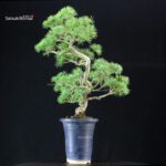 Pinus Pentaphylla - Goyomatsu - immagine 2