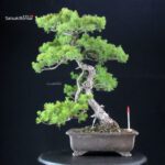 Pinus Pentaphylla - Goyomatsu
