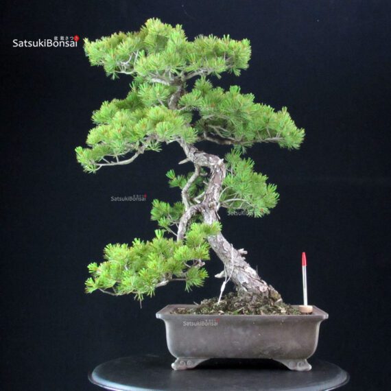 255318_1-Pinus-pentaphylla Pinus Pentaphylla - Goyomatsu - immagine 1