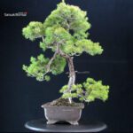 Pinus Pentaphylla - Goyomatsu - immagine 2