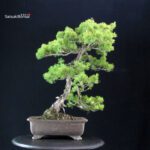 Pinus Pentaphylla - Goyomatsu - immagine 3