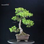 Pinus Pentaphylla - Goyomatsu - immagine 4